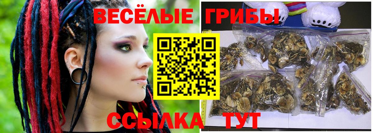 Псилоцибиновые грибы Psilocybine cubensis Сосновый Бор